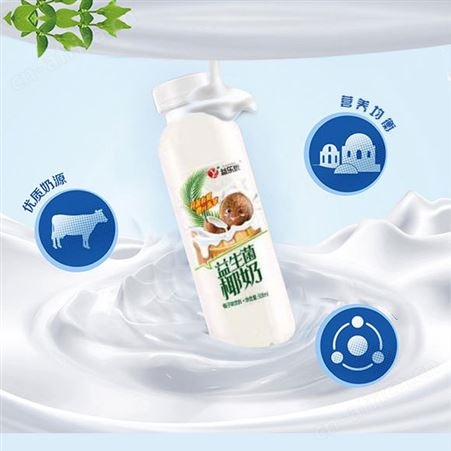 椰奶味乳酸菌饮料500ml×15瓶益生菌饮品商超渠道