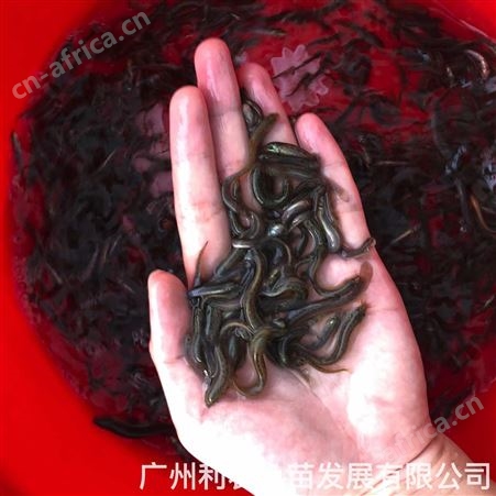 放生鱼苗批发 品种多样 准时送货 专业团队 大型养殖基地