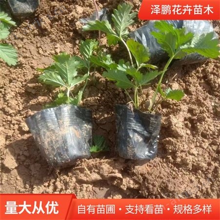 蛇莓 适应性强 多年生 绿化常备 泽鹏花卉