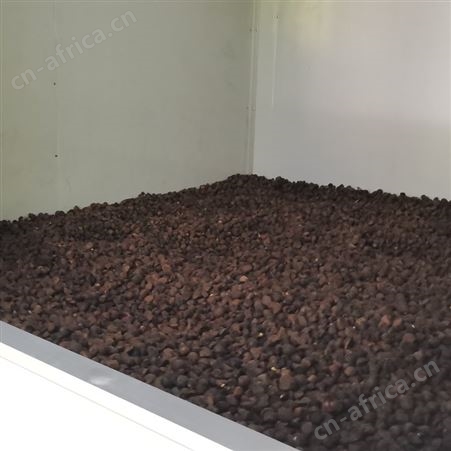 2022年油茶籽烘干趋势 油茶籽烘干也有很多优势