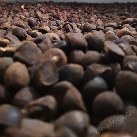 2022年油茶籽烘干趋势 油茶籽烘干也有很多优势