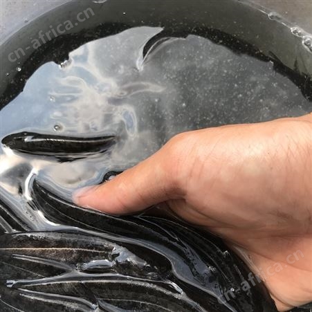 鲶鱼苗 六须鲶 大口鲶鱼苗鲶巴朗 南方大口鲶 活体鱼苗 鲇鱼  淡水鱼养殖 胡子鱼苗 大河鲶 叉口鲶 大鲶鲐8