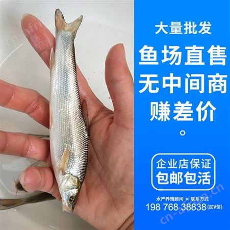 广州鱼苗批发 鱼场直售 银鳕鱼苗 银鳕鱼 银雪鱼苗 淡水银鳕鱼苗 大鳞鲃银鳕鱼苗 鱼苗 鳕鱼苗8