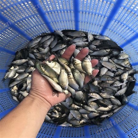 白鲫 苗场直销鲫鱼苗 厂家供应鲫鱼苗