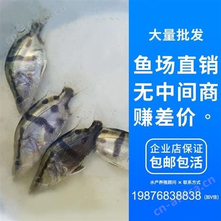 苗场直销桂花鱼苗翘嘴桂花鱼苗桂花鱼桂花鱼苗鳜鱼苗桂鱼价格桂鱼鱼苗鳌花季鱼鳜鱼3
