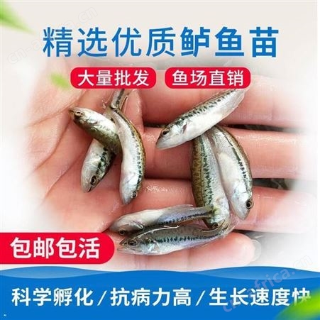 黑鲈鱼苗 加州鲈鱼苗 鲈鱼水花 基地直供鱼苗  加州鲈鱼苗