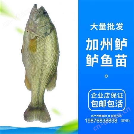 鱼苗场工厂直销 加州鲈鱼苗 鲈鱼苗 优鲈一号 鲈鱼 大口鲈鱼 黑鲈 鱼苗 鱼苗批发