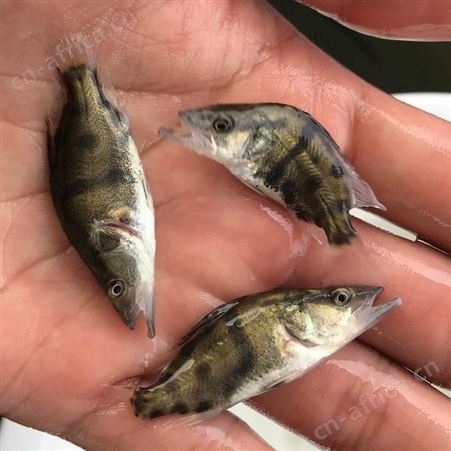 广东正宗翘嘴桂花鱼苗批发桂花鱼桂花鱼苗鳜鱼苗桂鱼价格桂鱼鱼苗鳌花季鱼苗8888