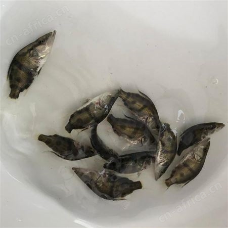 翘嘴桂花鱼苗翘嘴鱼 鳜鱼苗 桂花斑淡水鱼苗桂花鱼鳌花