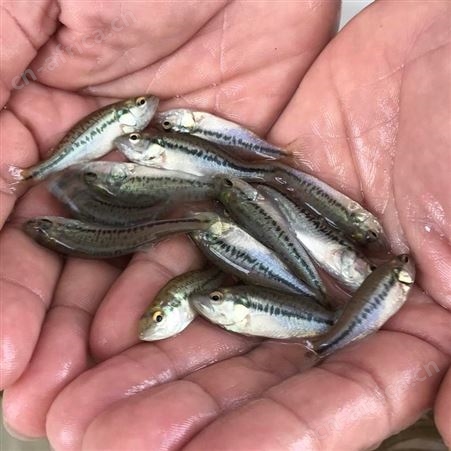 育苗场直销 加州鲈鱼苗 鲈鱼苗 优鲈一号 鲈鱼 黑鲈 鱼苗 优质鲈鱼 鱼苗批发