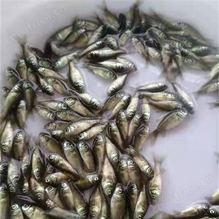 中科鲫鱼苗 价格合理