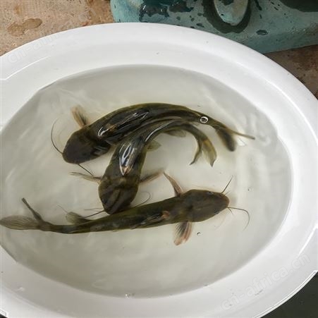 单性黄骨鱼 优质黄骨鱼 黄骨鱼苗