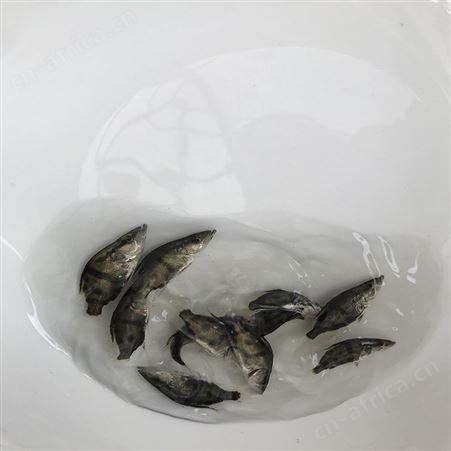 桂花鱼 翘嘴桂花苗 桂花鱼苗批发