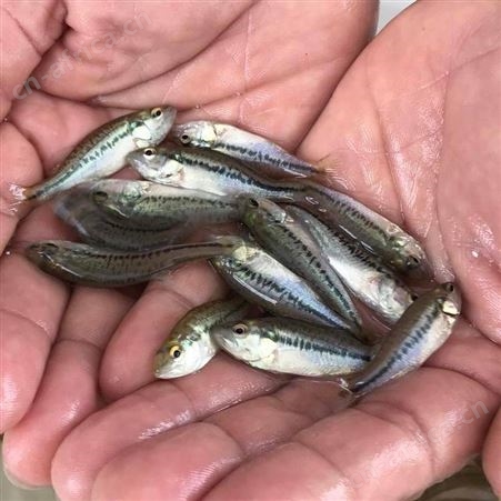 加州鲈鱼苗 加州鲈鱼苗 鲈鱼苗 优鲈一号大量供应 鱼苗批发 大口鲈鱼苗