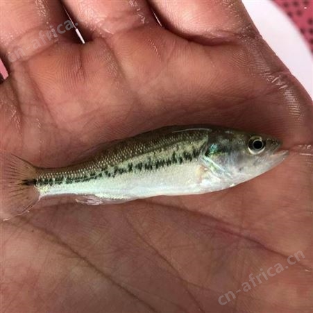 鲈鱼苗 鱼苗批发 鲈鱼苗 加州鲈鱼苗 鲈鱼水花大量供应 加州鲈鱼苗