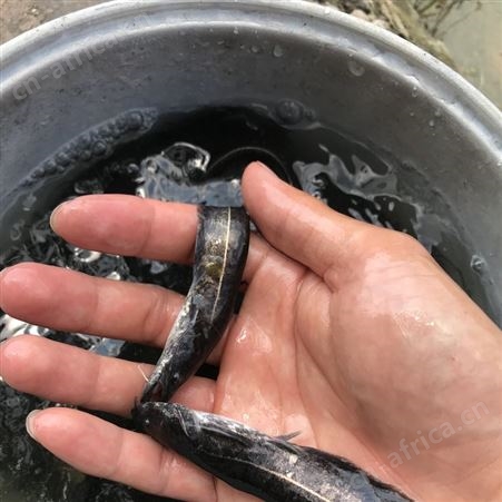 鲶鱼苗 六须鲶 大口鲶鱼苗鲶巴朗 南方大口鲶 活体鱼苗 鲇鱼  淡水鱼养殖 胡子鱼苗 大河鲶 叉口鲶 大鲶鲐8