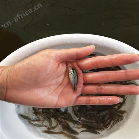 中渔水产 淡水加州鲈鱼苗 网红宝石鲈鱼 供应定做