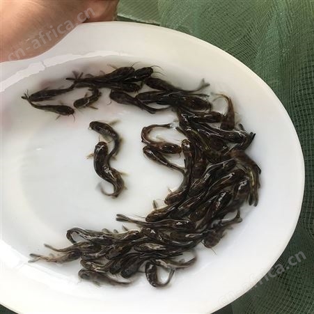 单性黄骨鱼 全雄黄骨鱼 直供黄骨鱼批发