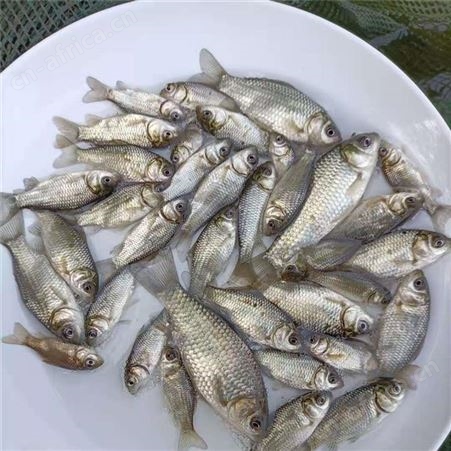 中科鲫鱼苗 质量可靠