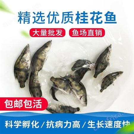 中渔   桂花鱼苗   鳜鱼苗   翘嘴鳜鱼    贵鱼苗   鱼场直售