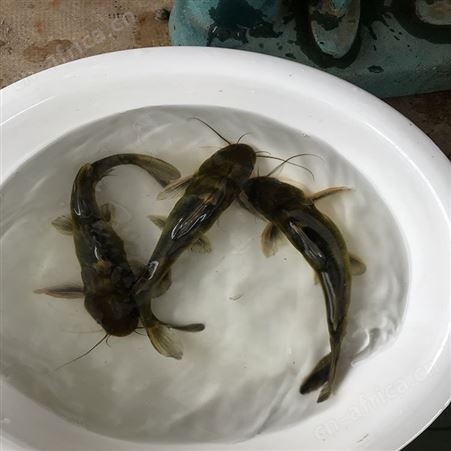 单性黄骨鱼 优质黄骨鱼 黄骨鱼苗