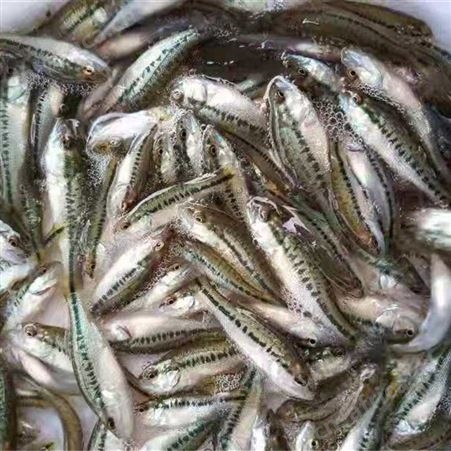 加州鲈鱼苗   品质有保障