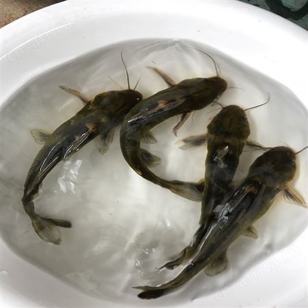 单性黄骨鱼 全雄黄骨鱼 直供黄骨鱼批发