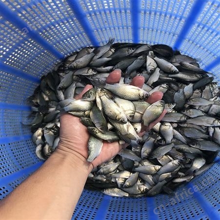 白鲫 苗场直销鲫鱼苗 厂家供应鲫鱼苗