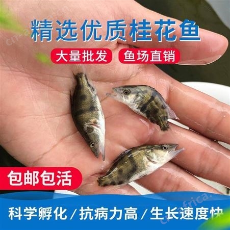 桂花鱼苗 翘嘴鳜鱼 桂鱼苗 鳜鱼苗 季鱼苗 鳌花 广东正宗翘嘴桂花鱼苗