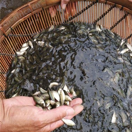 中科鲫鱼苗 价格合理