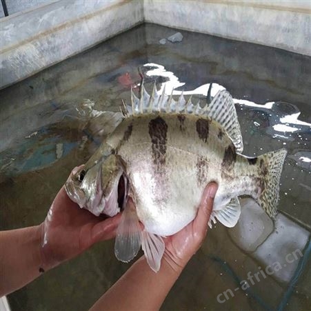 鯚鱼 淡水桂花鱼苗 鱼苗养殖场