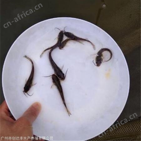 斑点尾叉鱼苗_专注鱼苗培育