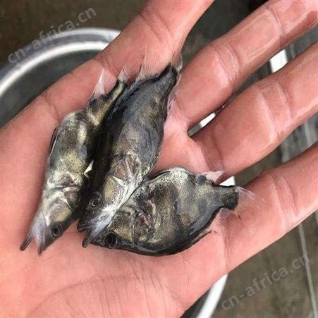 季花鱼苗 高成活率鳜鱼苗 桂花鱼鱼苗批发