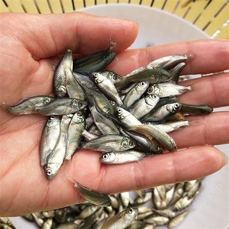白鲫 鲫鱼苗厂家 鲫鱼苗规格齐全