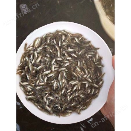 鲈鱼苗 鱼苗批发 鲈鱼苗 加州鲈鱼苗 鲈鱼水花大量供应 加州鲈鱼苗