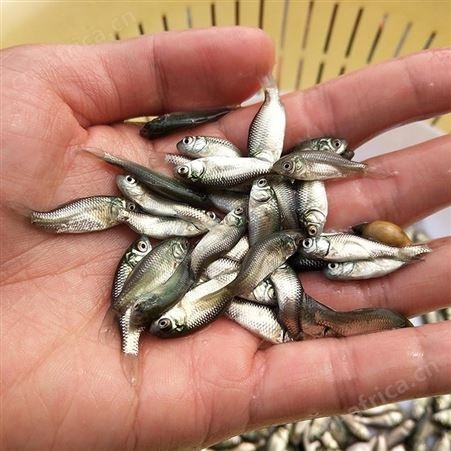 优质鲫鱼苗鲫鱼水花鲫鱼苗东北鲫鱼湘云鲫鱼彭泽鲫金鲫银鲫白鲫88888