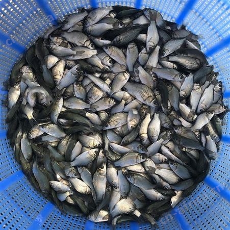 优质鲫鱼苗鲫鱼水花鲫鱼苗东北鲫鱼湘云鲫鱼彭泽鲫金鲫银鲫白鲫88888