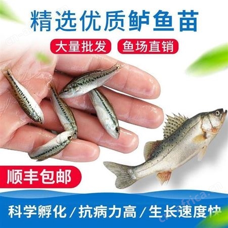 黑鲈鱼苗 加州鲈鱼苗 鲈鱼水花 基地直供鱼苗  加州鲈鱼苗