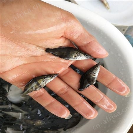 鳜鱼 高成活率鳜鱼苗 鱼苗市场供应
