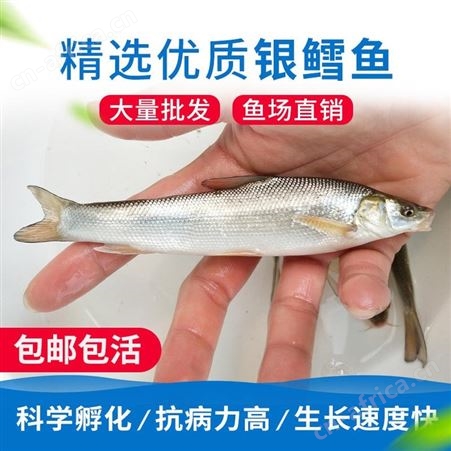 广州鱼苗批发 鱼场直售 银鳕鱼苗 银鳕鱼 银雪鱼苗 淡水银鳕鱼苗 大鳞鲃银鳕鱼苗 鱼苗 鳕鱼苗8