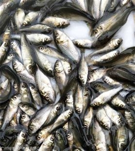 鲫鱼水花 批发鱼苗 鲫鱼苗品种