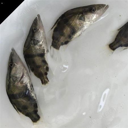 翘嘴桂花鱼苗翘嘴鱼 鳜鱼苗 桂花斑淡水鱼苗桂花鱼鳌花