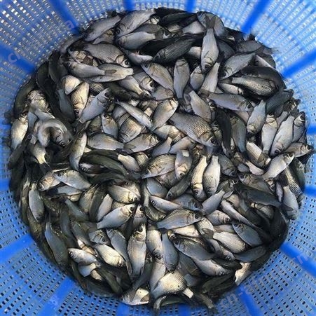 鲫鱼水花 中科三号鲫鱼苗 湘云鲫鱼苗 东北鲫鱼湘云鲫鱼苗银鲫