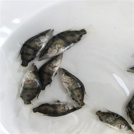 桂鱼 高成活率鳜鱼苗 桂花鱼价格