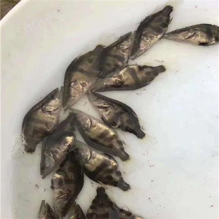 季花鱼苗 高成活率鳜鱼苗 桂花鱼鱼苗批发