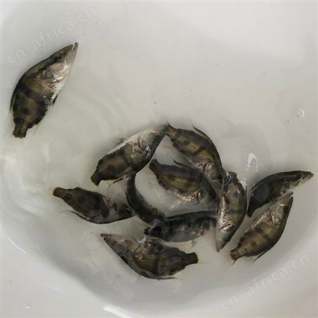 广东正宗翘嘴桂花鱼苗批发桂花鱼桂花鱼苗鳜鱼苗桂鱼价格桂鱼鱼苗鳌花季鱼苗8888