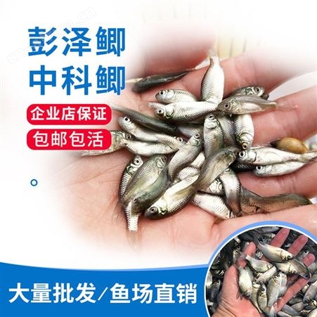 金鲫 批发鱼苗 鱼苗基地批发