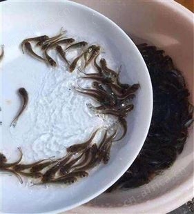 斑点尾叉鱼苗_专注鱼苗培育