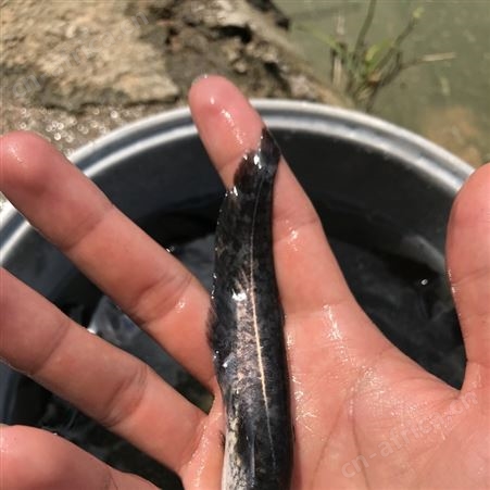 鲶鱼苗 六须鲶 大口鲶鱼苗鲶巴朗 南方大口鲶 活体鱼苗 鲇鱼  淡水鱼养殖 胡子鱼苗 大河鲶 叉口鲶 大鲶鲐8