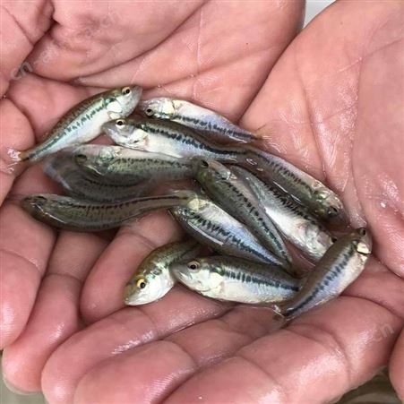 加州鲈鱼苗 淡水加州鲈鱼苗 广东鲈鱼苗批发 优鲈3号苗供应 鲈鱼苗